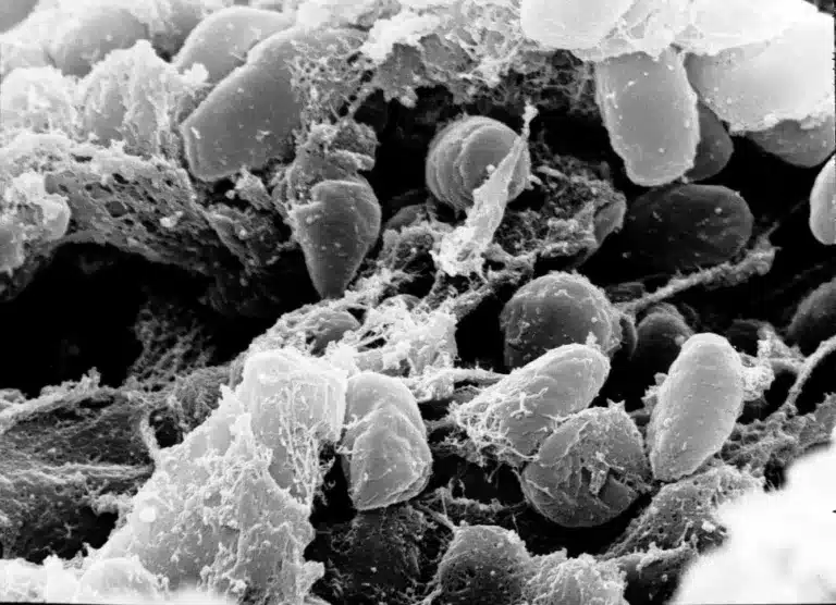 Méthodes de désinfection des aliments pour la prévention des maladies et la résistance aux antimicrobiens